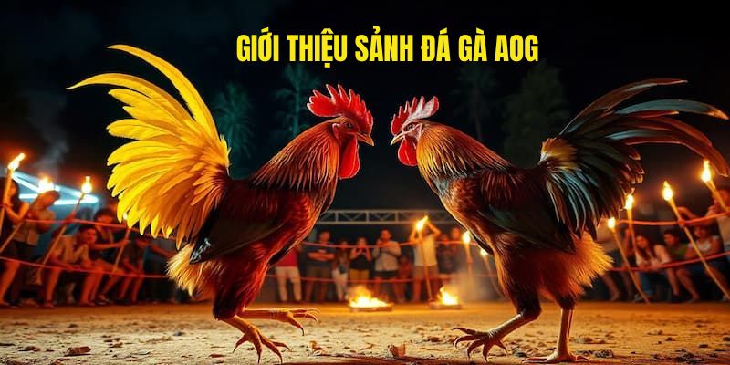 79King tự hào là nhà phát hành kèo chiến kê hấp dẫn, thú vị mỗi ngày