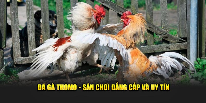 Sự hợp pháp của Đá Gà Thomo tại Campuchia thu hút nhiều người tham gia