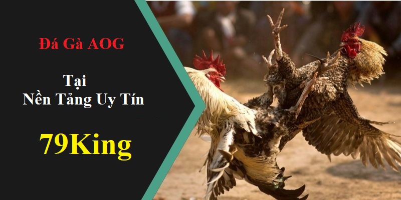 Đến với 79King người chơi có thể kết nối với cộng đồng người hâm mộ đá gà